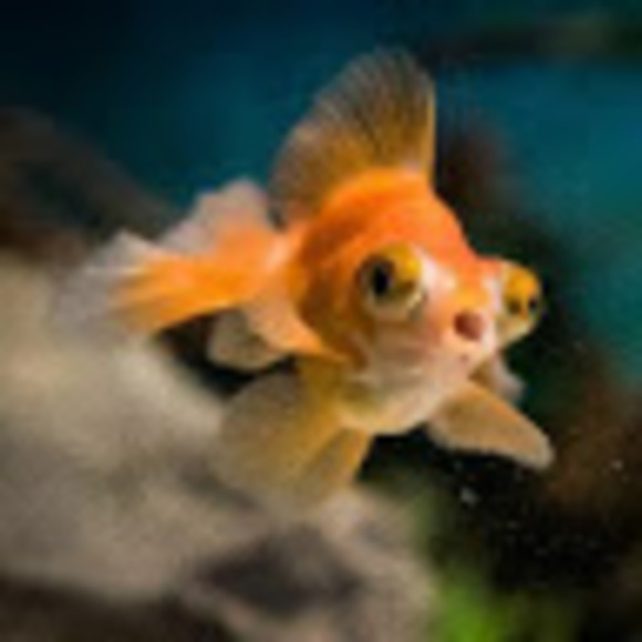 Meet your Posher, Jonathan - Picture 1 of 1